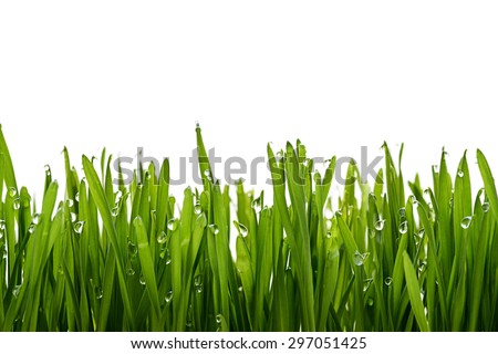 green grass and dew