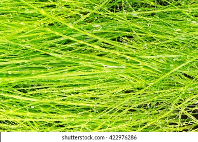 Green grass with dew background