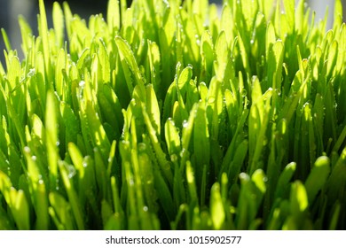Green grass with dew close up view from above
