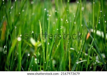 Green Grass With Dewdrop In The Morning