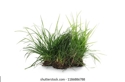 Green grass with dirt isolated on white background and texture