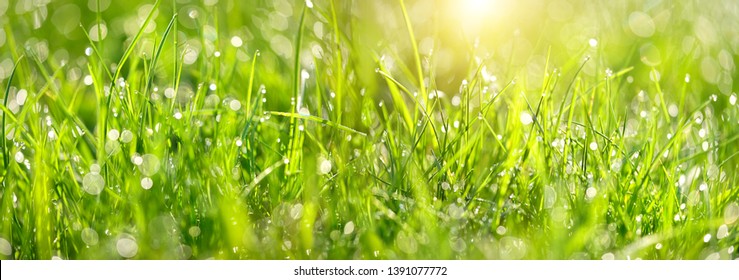 Green grass with drops dew close up, abstract natural sunny background. Beautiful meadow grass. artistic image of purity freshness nature. ecology, save earth concept. banner. template for design