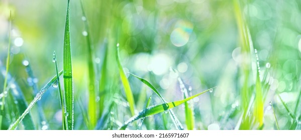 Green grass with drops dew close up, abstract natural sunny background. Beautiful meadow grass. artistic image of purity freshness nature. ecology, save earth concept. banner