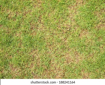 Green Grass And Dry Grass