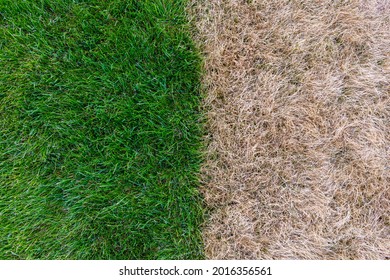 Green grass and Dry grass - Powered by Shutterstock