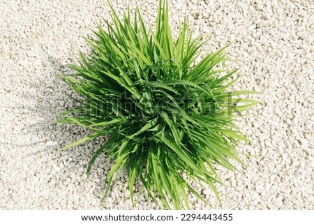 Green grass earth environment background. Decorative bush. White stones in backyard. Green grass top view texture. Home lawn background. Garden natural path pattern. Vibrant color green grassblade.