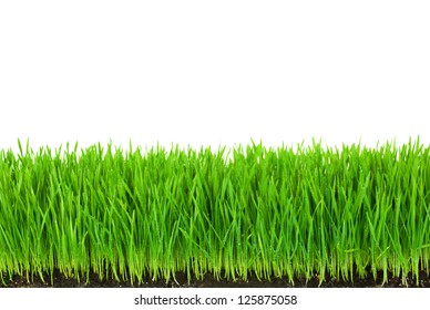 Green  Grass with Fertile Soil and Drops Dew / isolated on white with copy space - Powered by Shutterstock