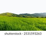 Green grass field with blue skybackground.