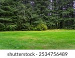 Green grass field with a forest of spruce pine trees in the background in Sitka, Alaska