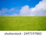 Green grass field. Grassy meadow background. Green grassy field. Grassy pasture landscape background. Wide green grass field. Grassland for background. Nature landscape background.