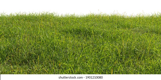 Green Grass Field Isolated On White Background