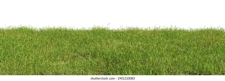 Green grass field isolated on white background