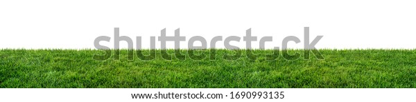 green grass\
field isolated on white\
background