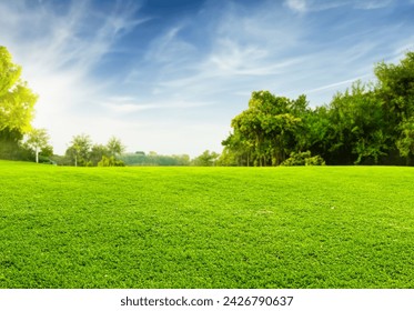 Green grass field lawn with tree and blue sky Green Meadows Beautiful Journey Through Nature Great as a background, web banner