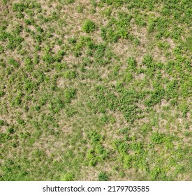 Green grass field plants and weeds top view, simple natural background texture, grassy ground surface shot from above, nobody, no people. High resolution quality grass texture, nobody, no people - Shutterstock ID 2179703585