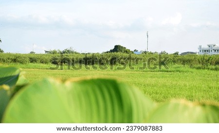 Green grass field with slightly blurred leaves in front, wild grass field slight brigh sky