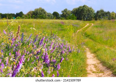Green Grass In The Field In Summer, Purple Wildflowers In Front,two Lane Road On The Right, No Asphalt, Far Deciduous Forest, Low Trees, Blue Sky, No Clouds, No People, Minimalism