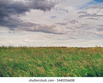 Green grass in a field under dramatic sky landscape, summer, tall grass.