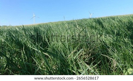 green grass fields and blue sky and a lake with tree