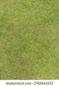 Green grass flat lay background