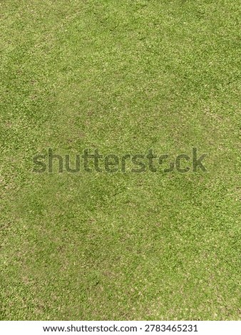 Green grass flat lay background