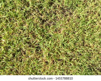 Green Grass Floor Texture Background Natural Stock Photo 1455788810 ...