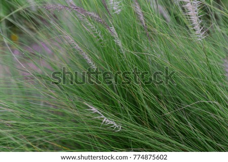 Similar – Image, Stock Photo grass Grass Green Bright