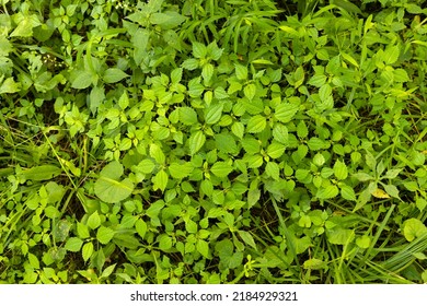 Green Grass In A Forest Of Rural Pennsylvania, USA