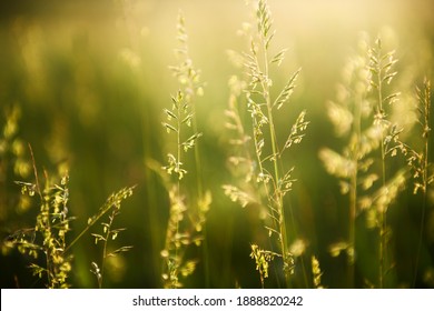 Green grass in a forest at sunset. Macro image, shallow depth of field. Summer nature background.
