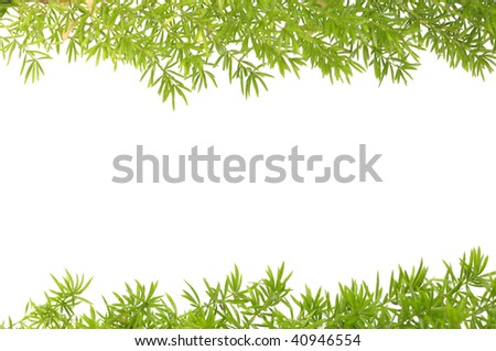 green grass frame