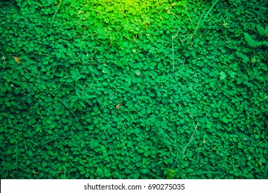 Green Grass Fresh Clover Background,texture Close Up Leaf With Orange Light,Look Like A Wall Or A Natural Fence,Believe That There Will Be Good Lucky 4