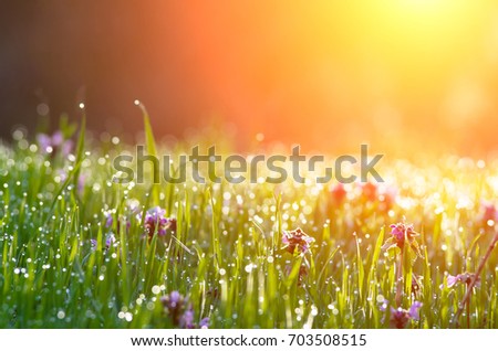 Green grass with glare from the sun on the dew at dawn. Natural composition