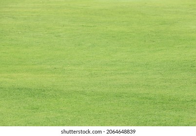 green grass in golf course