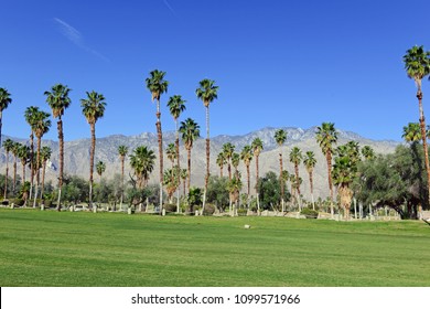 Green grass of golf course and palm trees with blue skies with mountain background