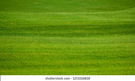 Green Grass Of Golf Field Closed Up For Nature Background Or Texture