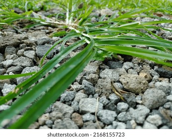 Green Grass, Grasshopper Food Source