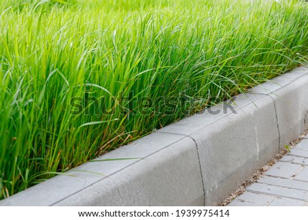 Green grass and gray curbstone. Improvement of the city. Selective focus