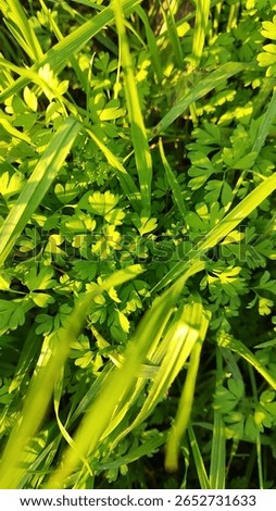 Green grass ground sunlight texture