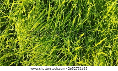 Green grass ground sunlight texture