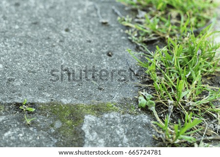 Similar – Image, Stock Photo green ways (1) Pave Furrow