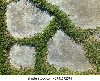 Green Grass Growing Between Cracks In Concrete Sidewalk Driveway Pavement Overhead View