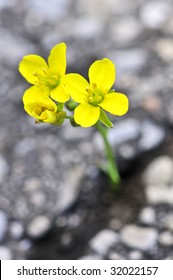 アスファルト 花 の画像 写真素材 ベクター画像 Shutterstock