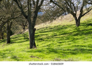 Green Grass Growing On Forest Floor Stock Photo 518465839 | Shutterstock