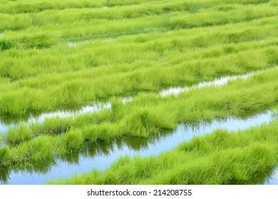 Green Grass Growing On A Marsh Land