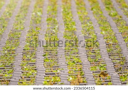 Green grass growing through the cobble stones, outdoor garden flooring background photo texture. Grass grows through paving slabs. Pattern from the flooring. Bridge. Old tile masonry
