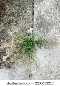 Green Grass Growing Through Crack In Old Concrete With Black Stain.