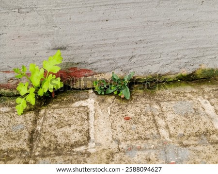 Similar – Image, Stock Photo Green grass grows between gray stones