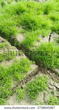 Green Grass Grows Charmingly, Pleasing To The Eye