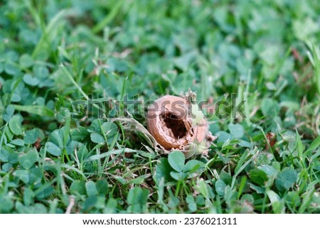 green grass with a hazelnut shell with a hole eaten out of it and the kernell eaten away