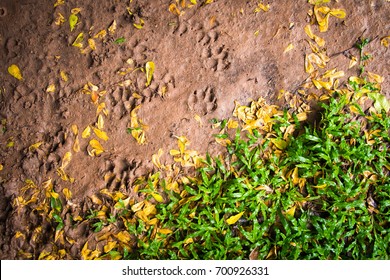 
Green Grass Of Home Yard Fresh After Rain Mixed With Scattered Yellow Leaves In Autumn Or Rainy Season With Dog Footprints In The Brown Mud As Peaceful Garden Background